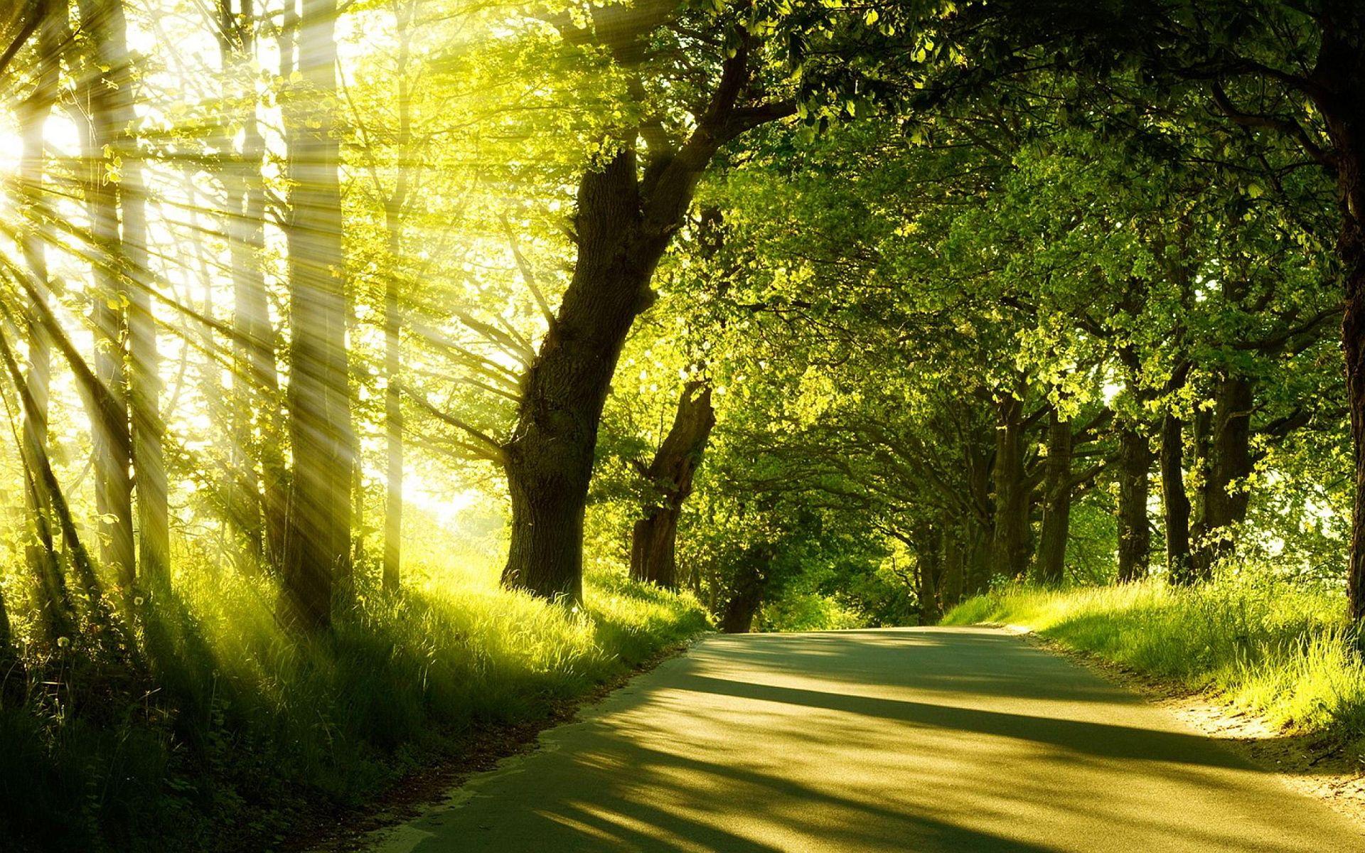 1920x1200 Summer Forest Wallpaper