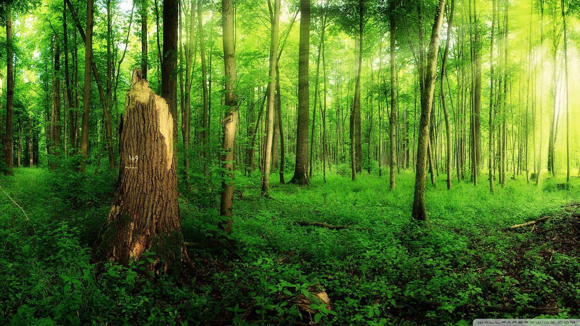 1920x1080 Summer Forest Wallpaper HD