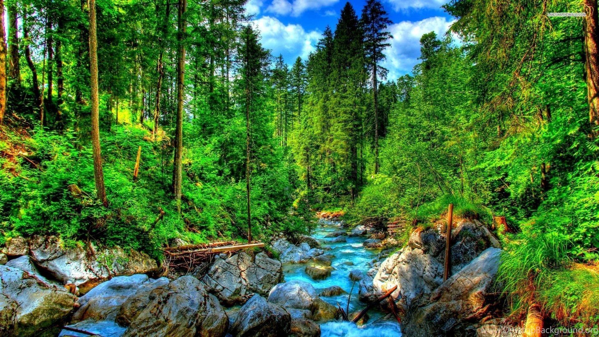  Forest Summer Wallpapers - Top Free Forest Summer Backgrounds ...