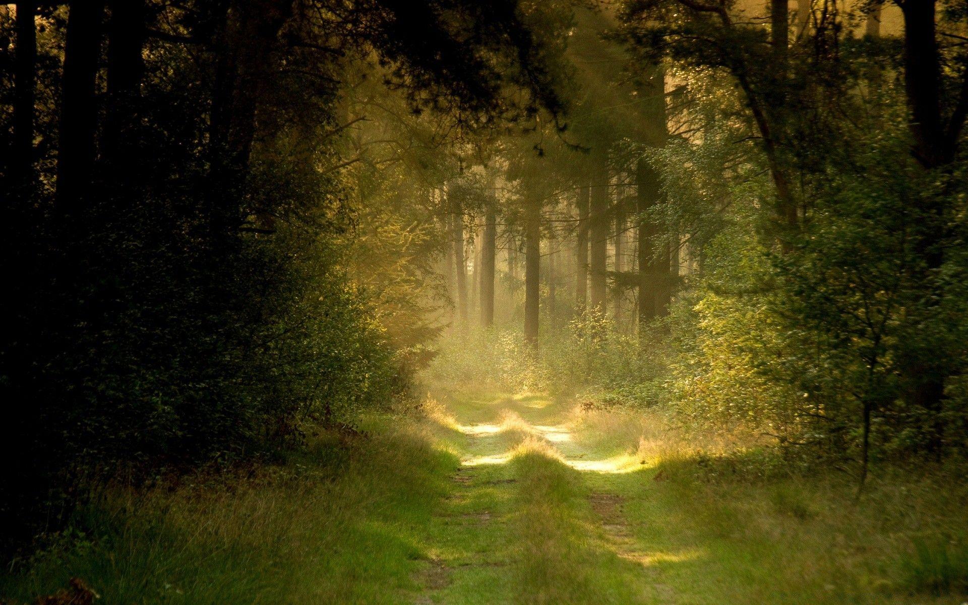 1920x1200 Summer Forest Road