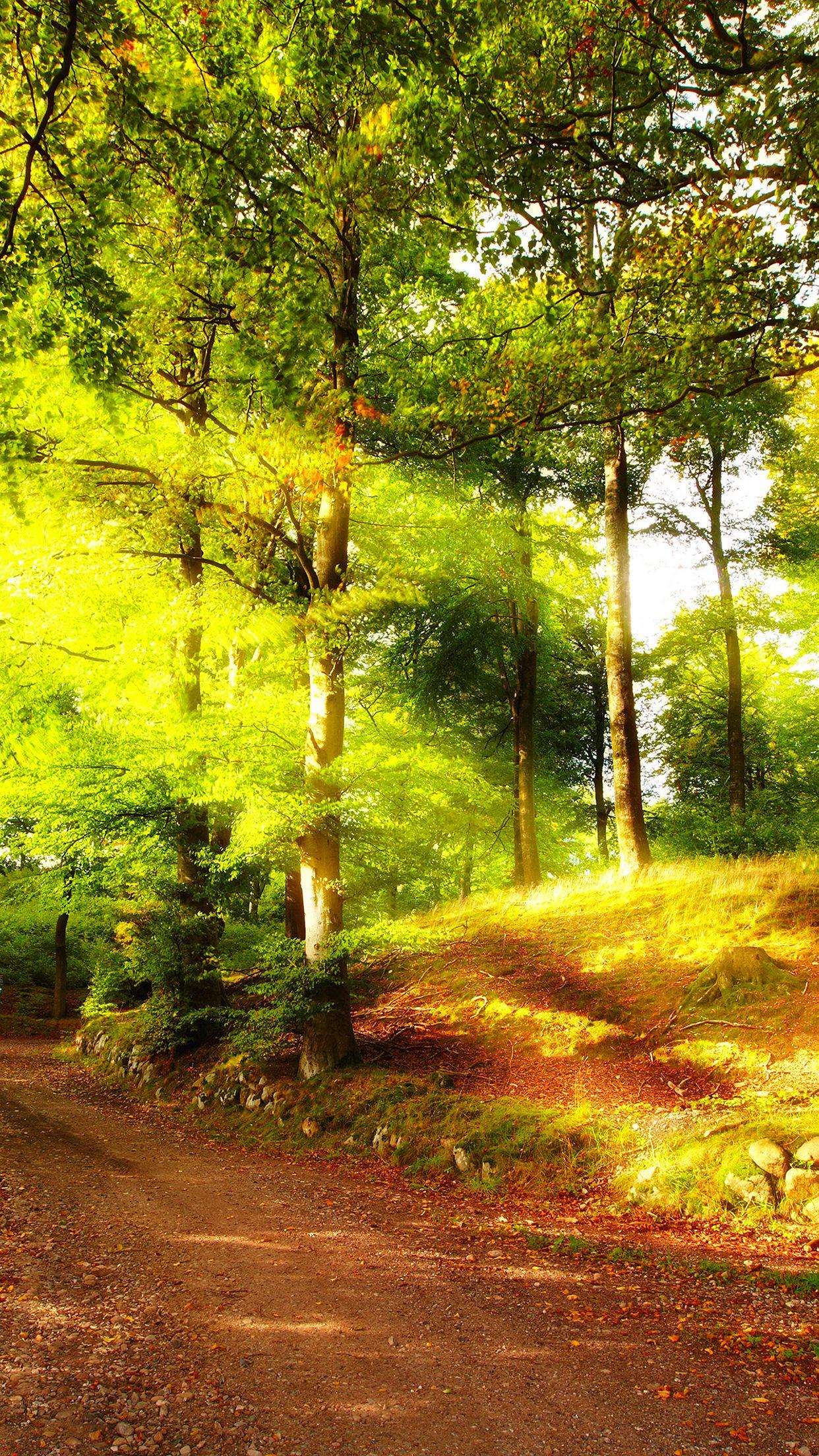 1242x2208 Summer Forest Wallpaper for iPhone Pro Max, X, 6