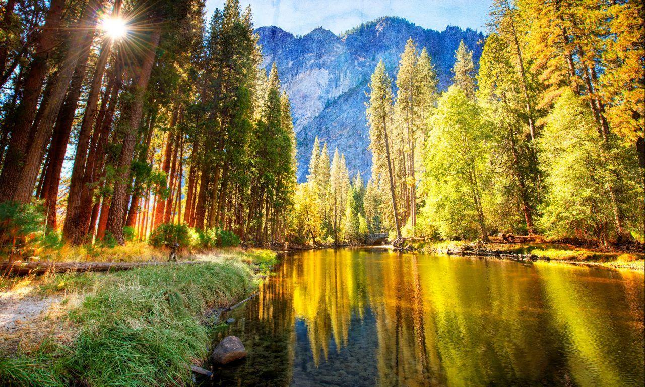1280x768 Summer Pine Forest HD HD Wallpaper