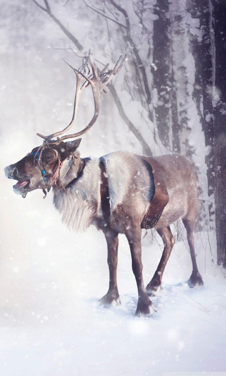 768x1280 Christmas Reindeer Wallpaper iPhone HD Wallpaper