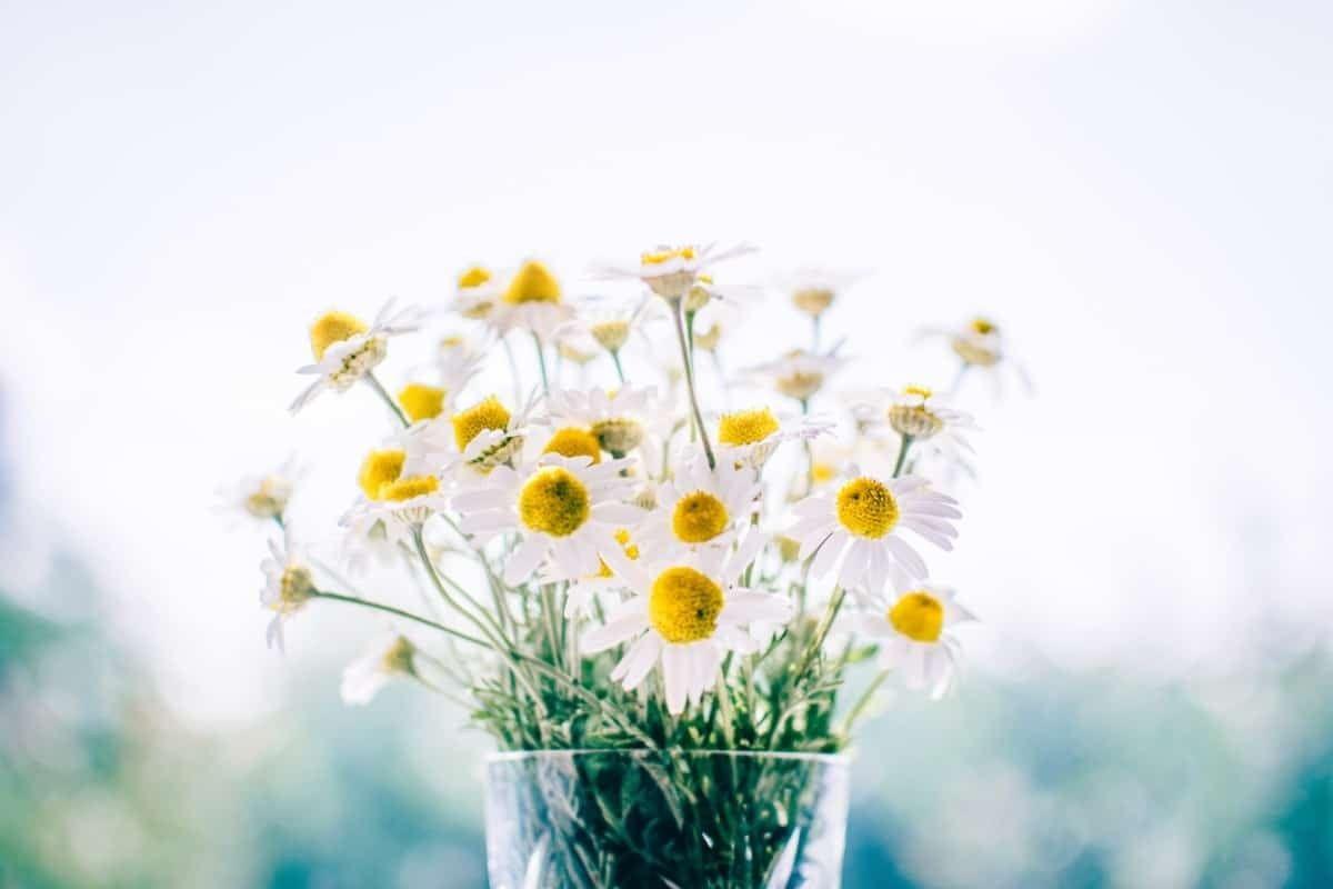 1200x800 Gorgeous Flower Wallpaper You Will Fall in Love With