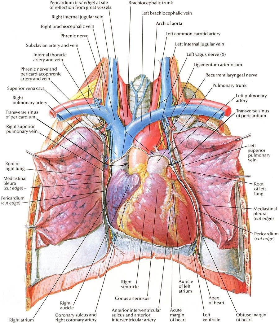 900x1043 Human Heart Anatomy Diagram Free HD Wallpaper Desktop Background
