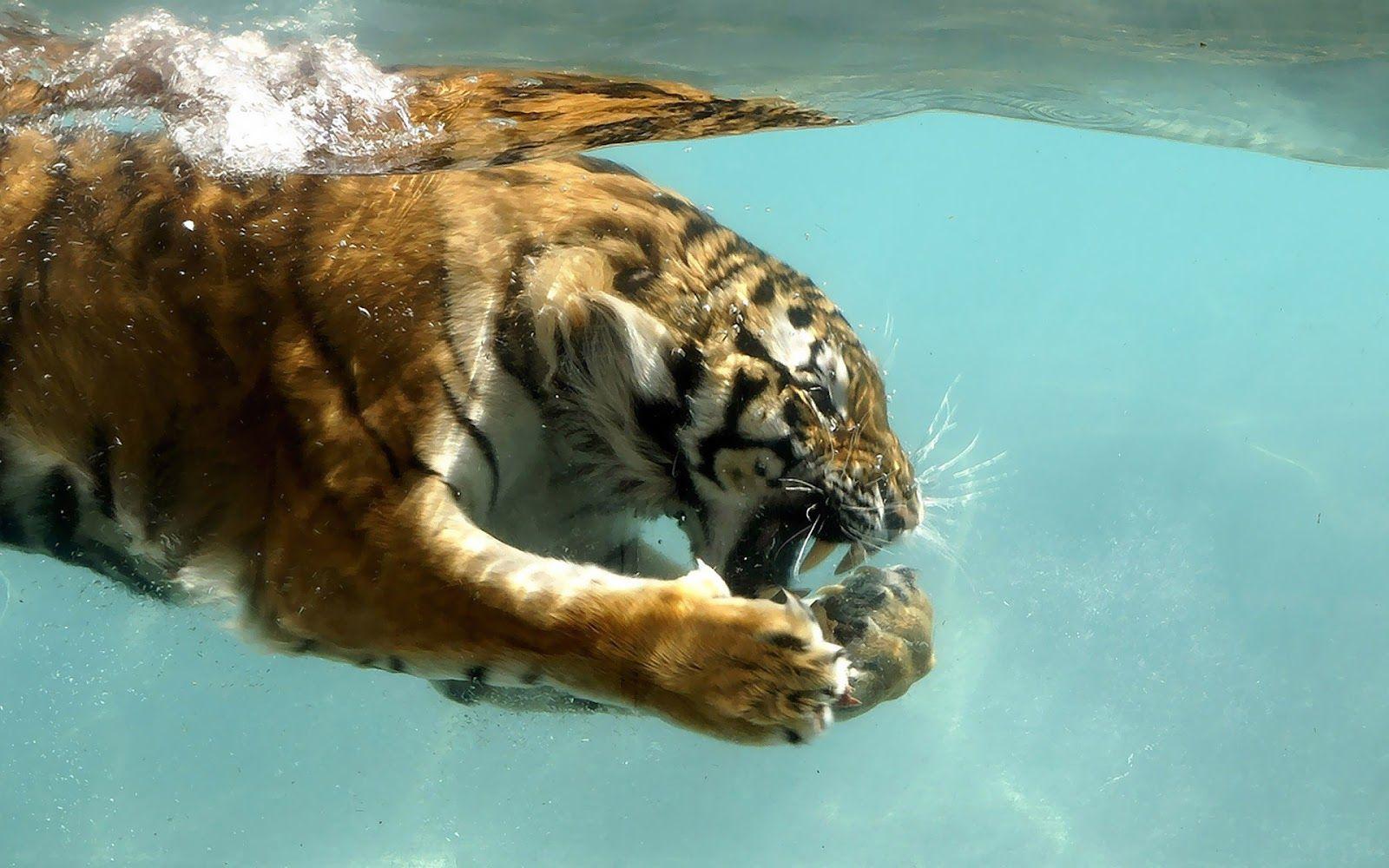 1600x1000 Tiger swimming underwater wallpaper. HD Animals Wallpaper