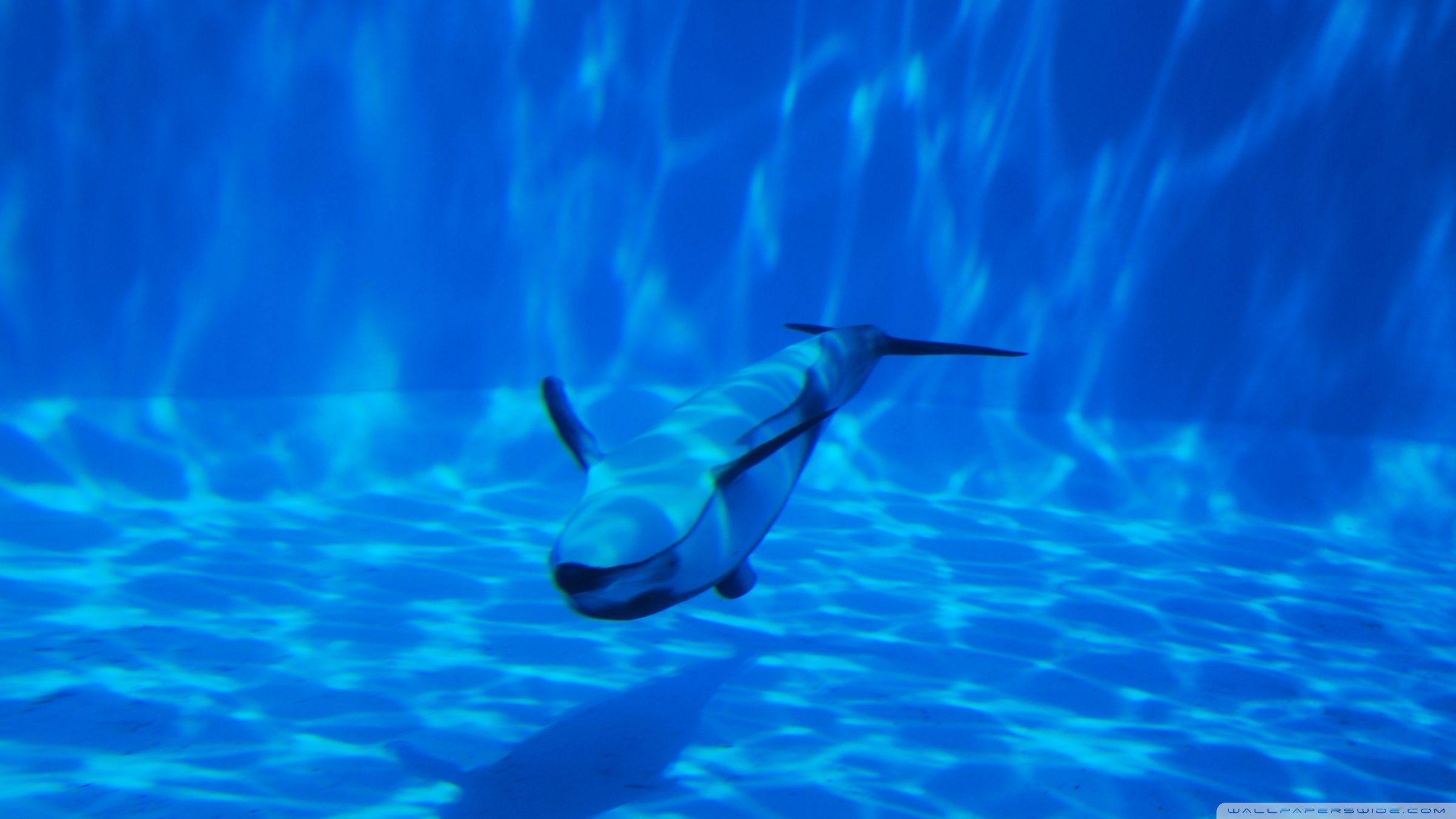 2400x1350 Dolphin Swimming Underwater Ultra HD Desktop Background Wallpaper for 4K UHD TV : Multi Display, Dual Monitor : Tablet