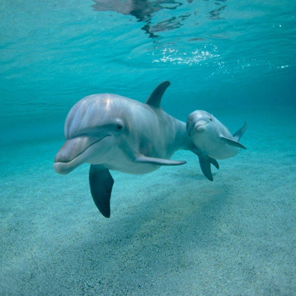 1024x1024 Dolphins Swimming Underwater IPad Wallpaper Download. IPhone Wallpaper, IPad Wallpaper One Stop Download. Baby Dolphins, Animals Wild, Animals Beautiful