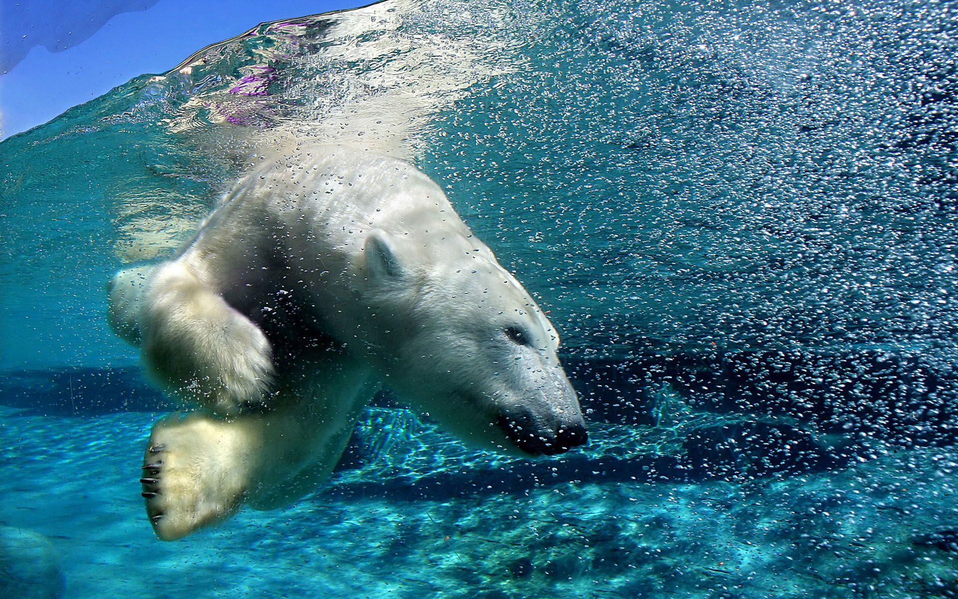 1920x1200 water, landscapes, animals, swimming, underwater, polar bears wallpaper