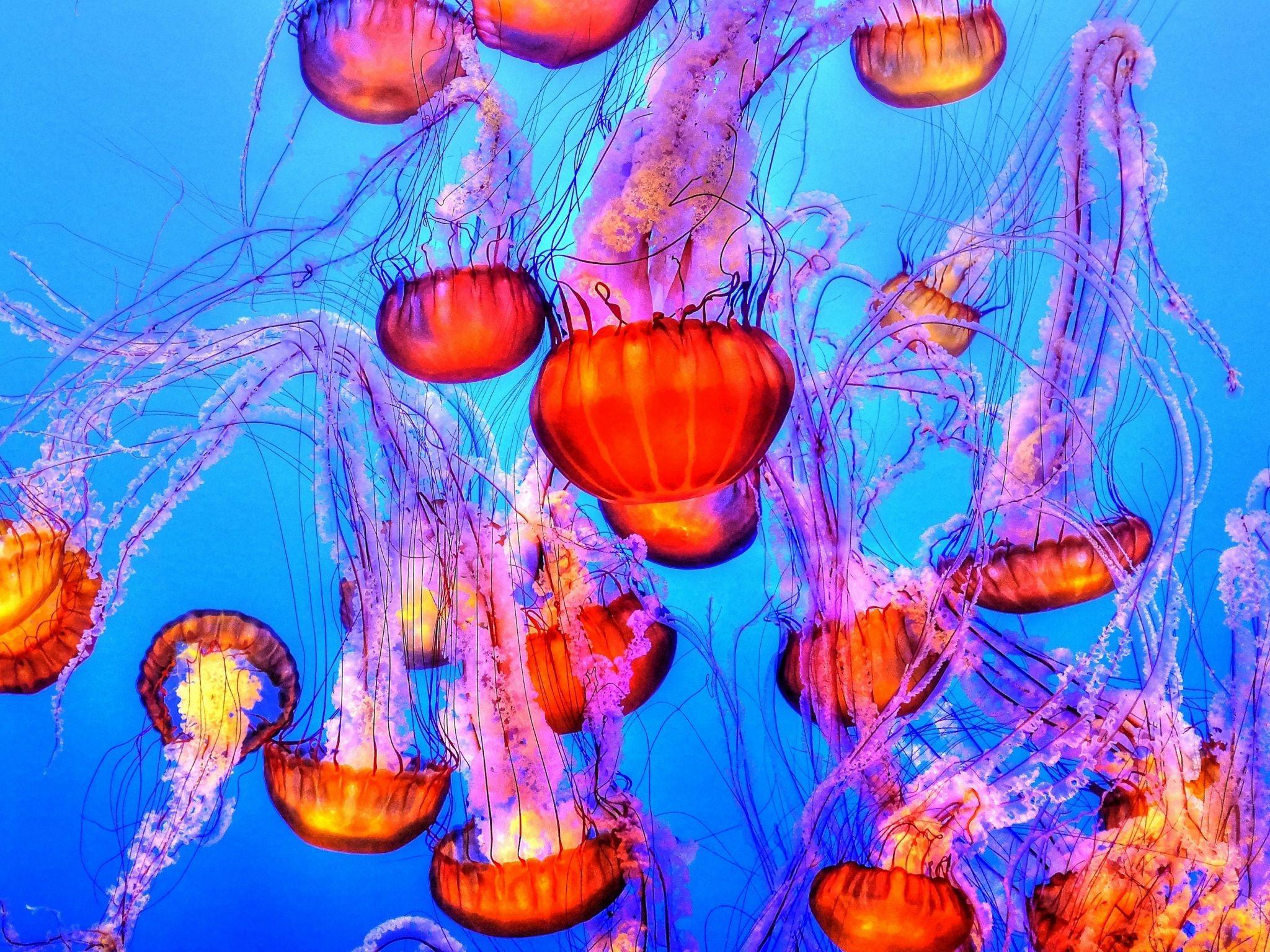 2048x1536 Wallpaper 4k jellyfish, underwater, swimming 4k Jellyfish, swimming, Underwater