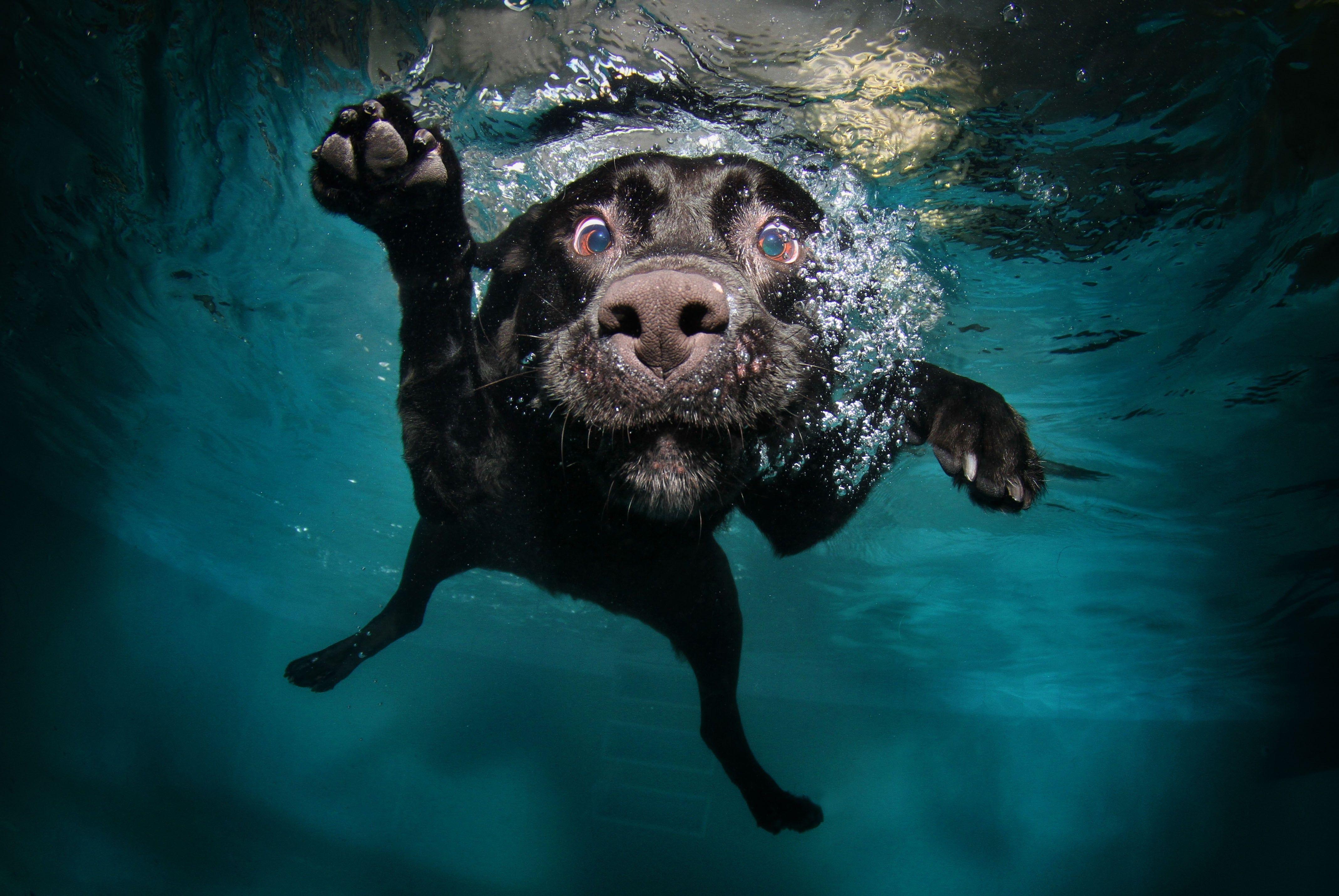 4272x2860 #muzzles, #dog, #animals, #legs, #water, #swimming pool, #black, #bubbles, #swimming, #nature, #underwater, wallpaper