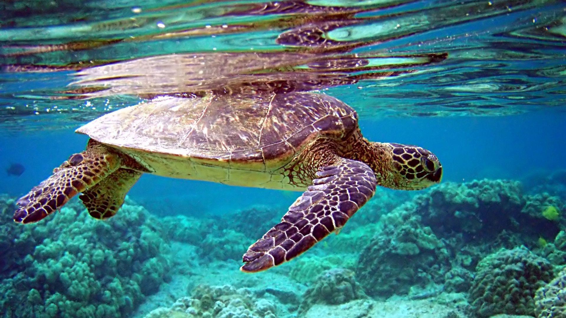 1920x1080 Download wallpaper 1920x1080 turtle, underwater, swimming, water full hd, hdtv, fhd, 1080p HD background