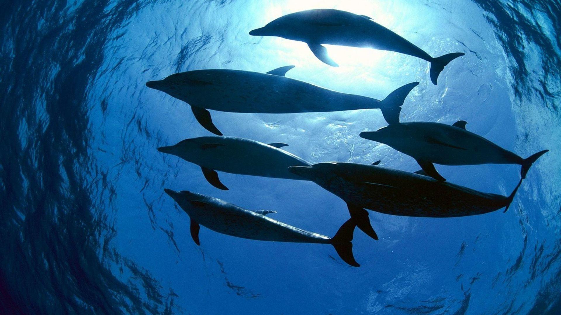 1920x1080 Download Wallpaper 1920x1080 dolphins, swimming, underwater Full HD 1080p HD Background