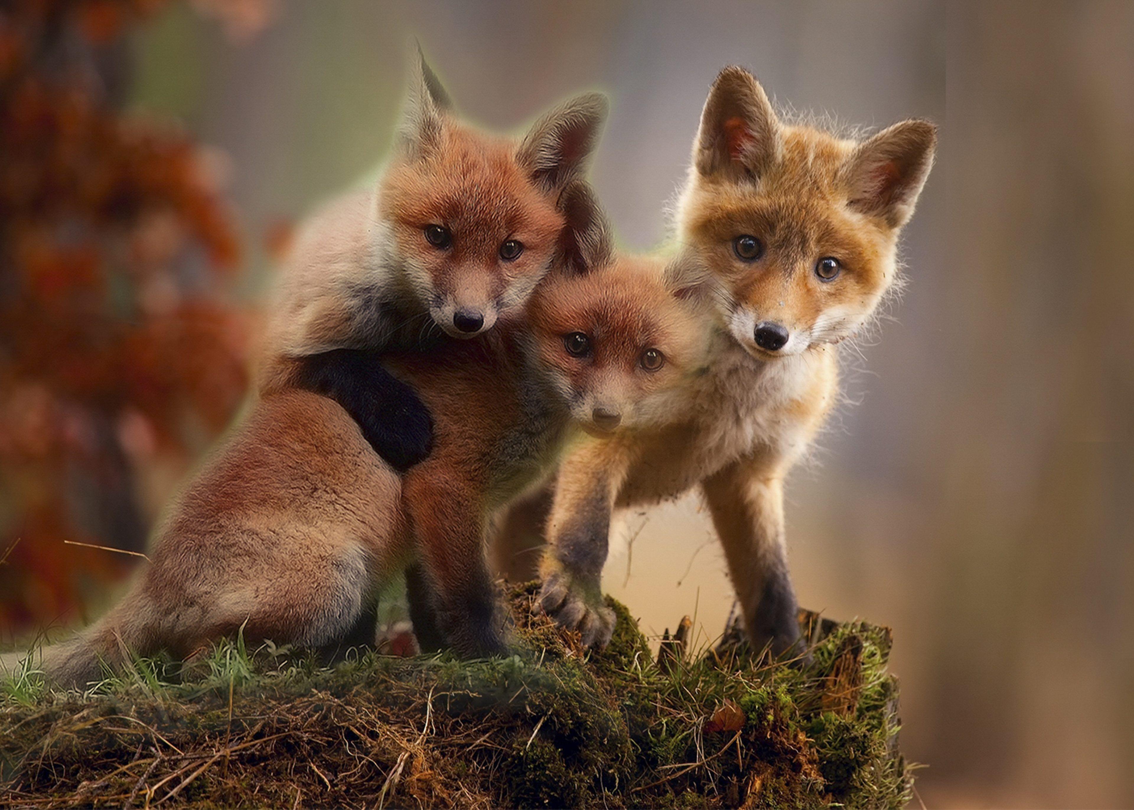 Baby Red Fox Wallpapers - Top Free Baby Red Fox Backgrounds - WallpaperAccess