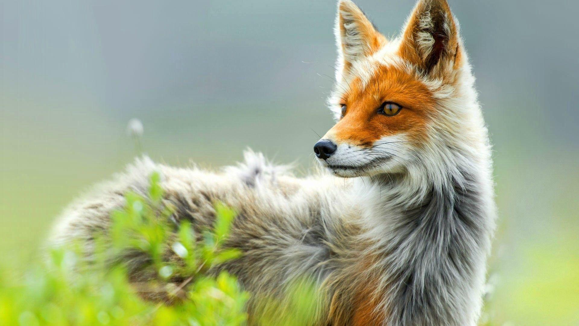 1920x1080 Red Fox Wallpaper Awesome Cute Fox Wallpaper Ideas of The Hudson
