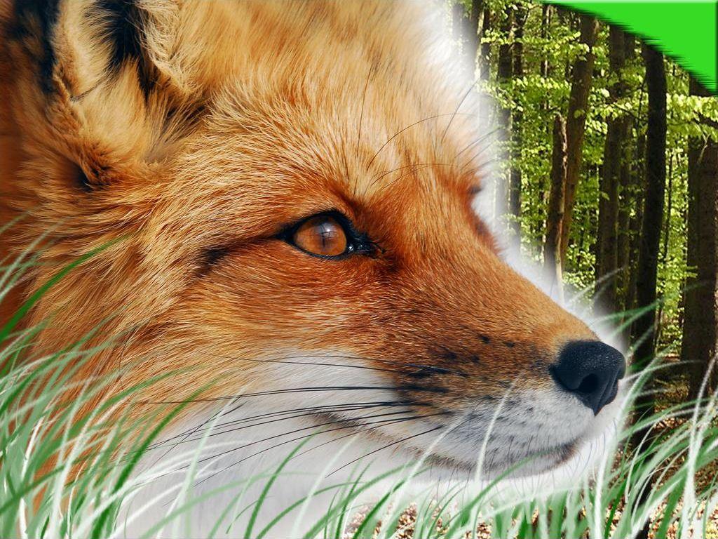 1024x768 Red Foxes Wallpaper Cute and Docile