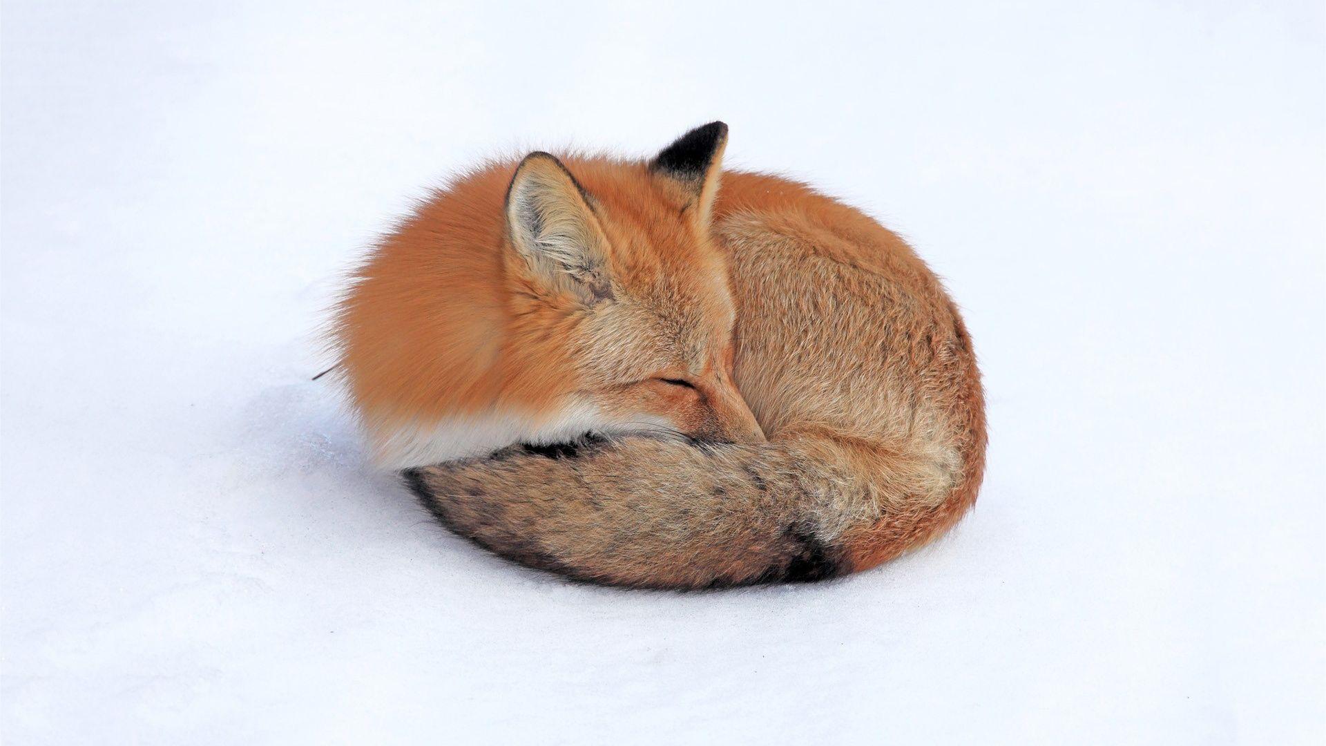 1920x1080 Red fox cartoon image