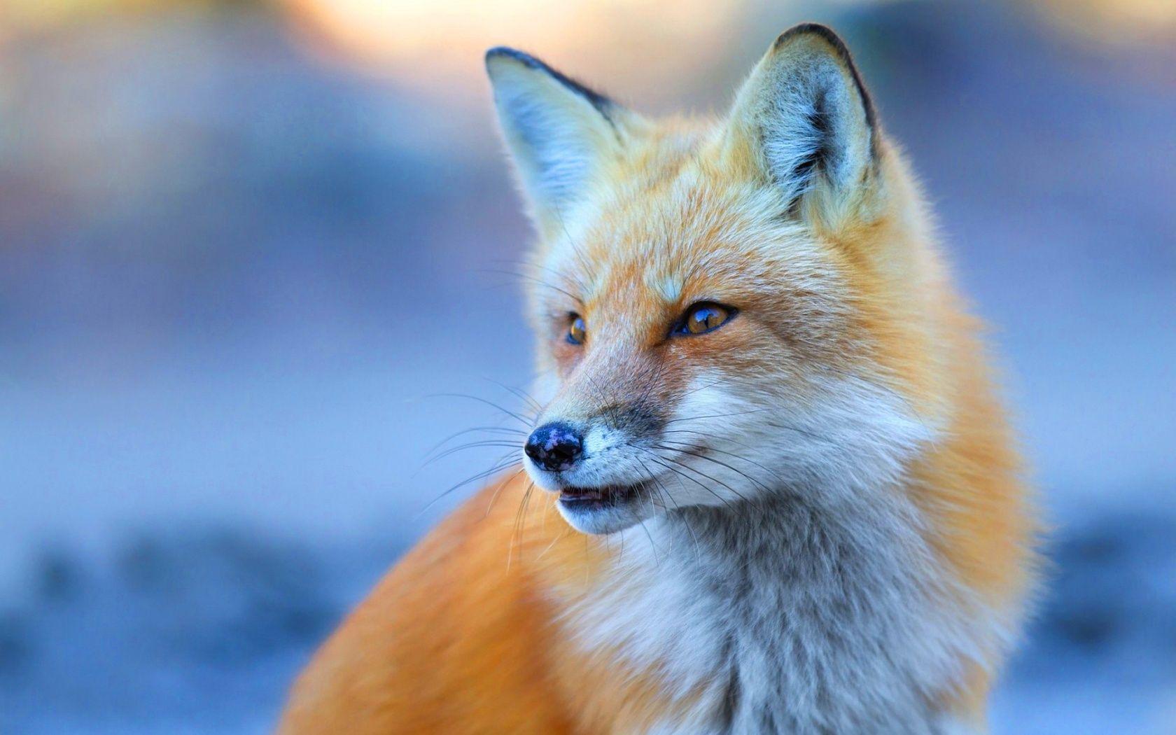 1680x1050 Cute Fox Wallpaper