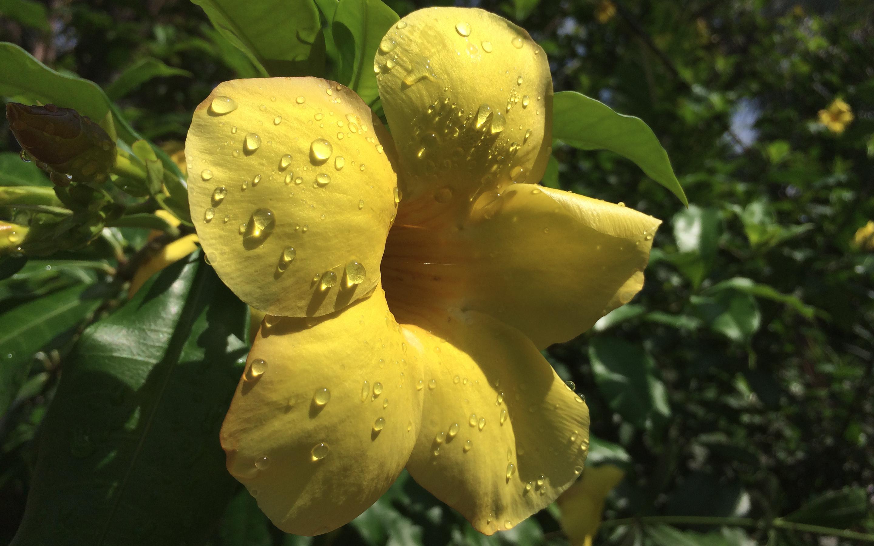 2880x1800 Yellow Flower Rain Water Drops and Lightings HD wallpaper