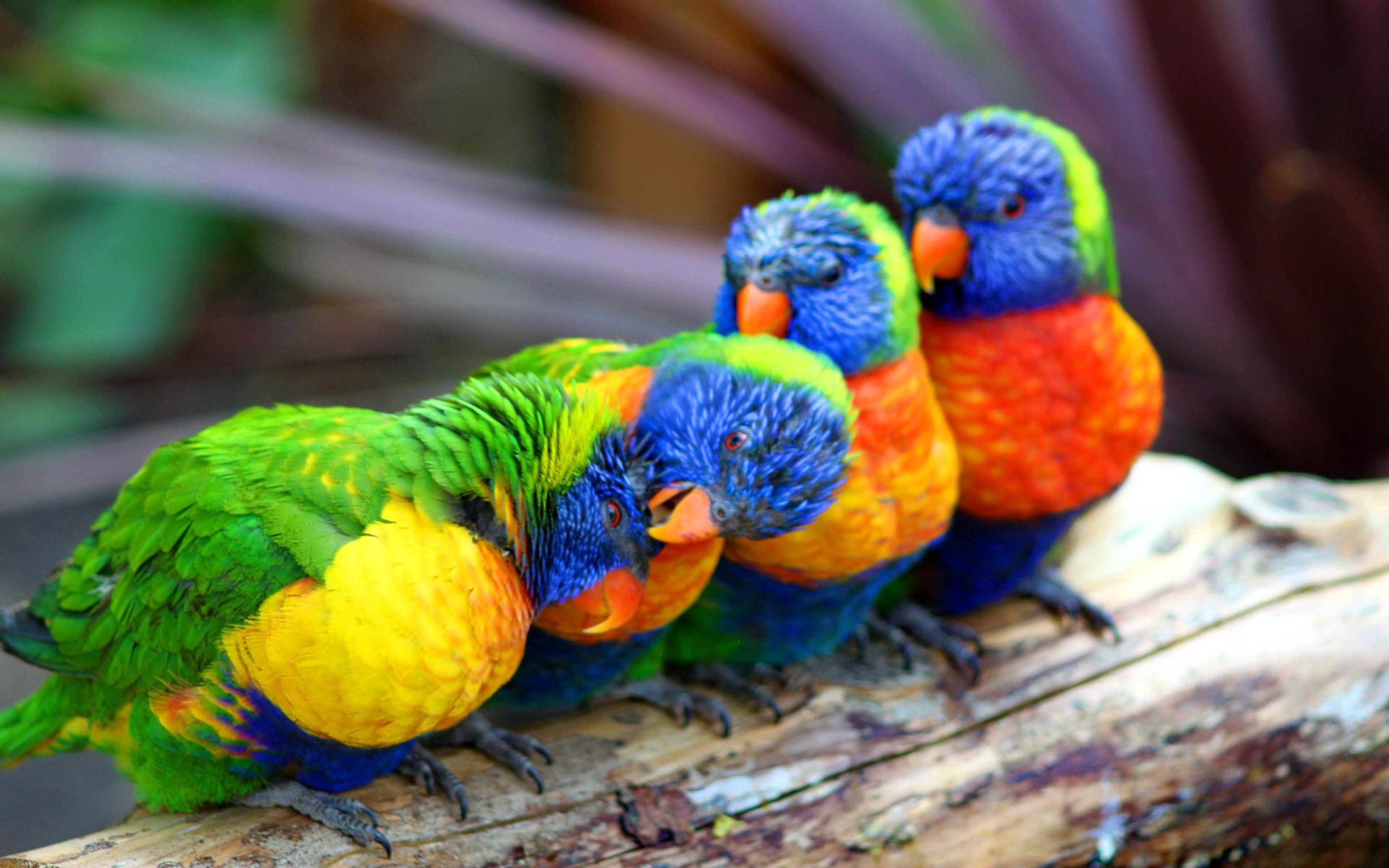 3840x2400 Cute Colorful Parrot Wallpaper HD :