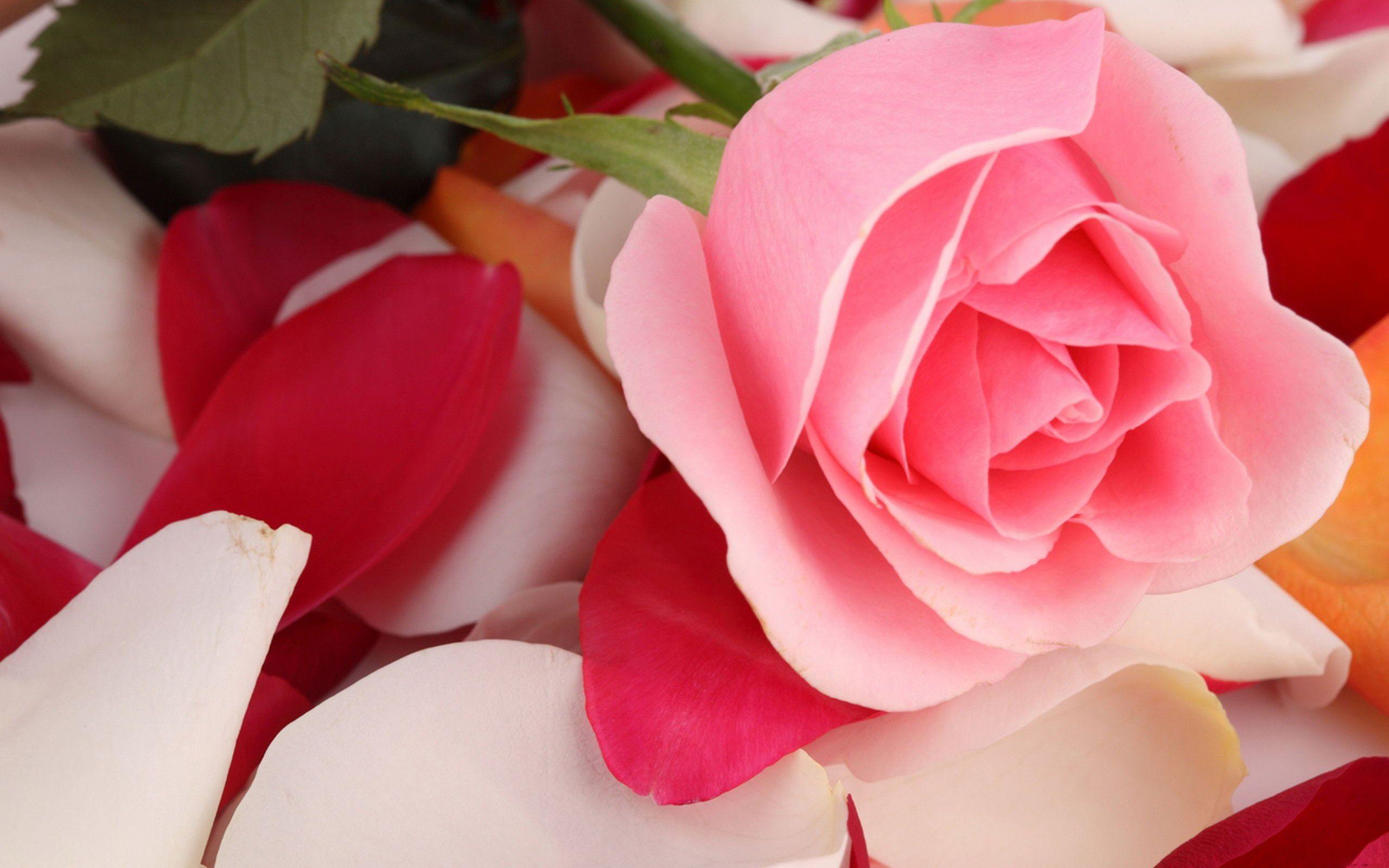 2560x1600 Pink Rose Image HD HD Wallpaper
