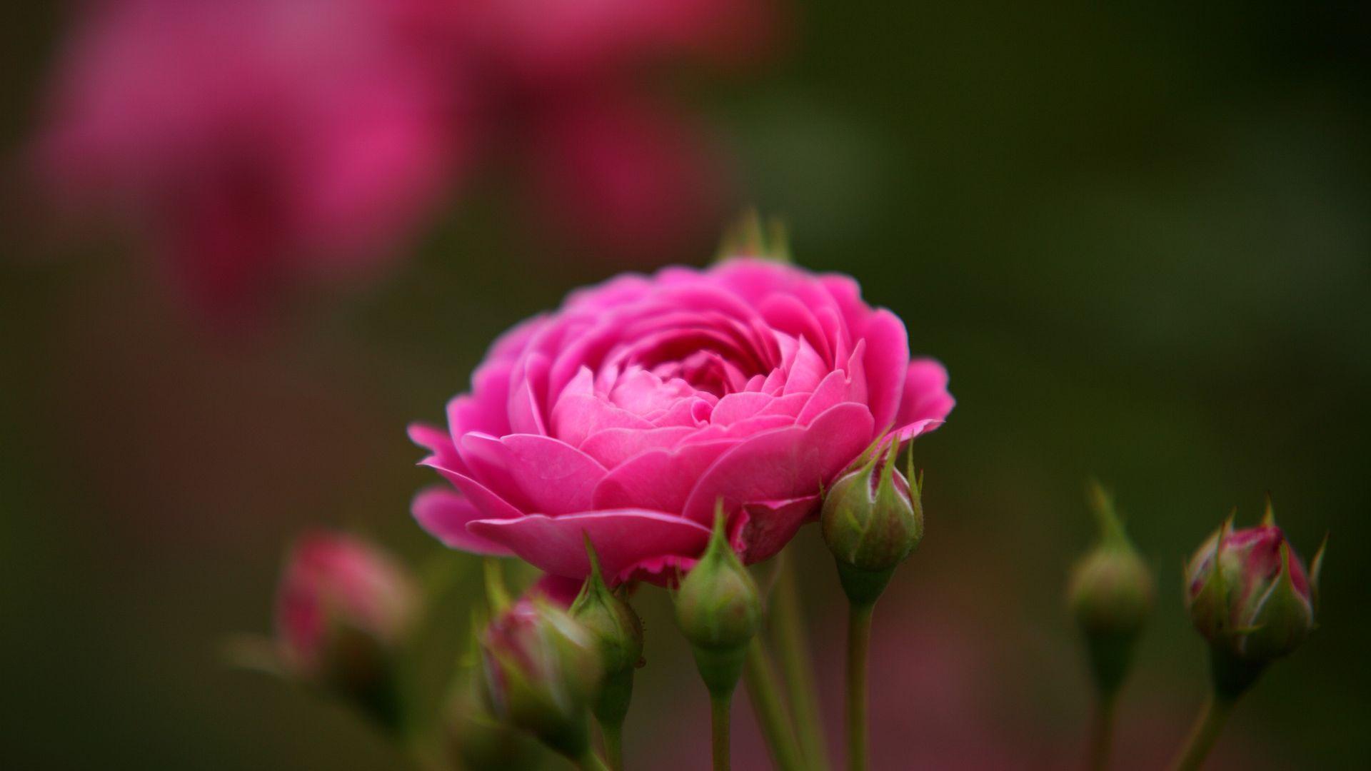 1920x1080 Awesome Nature Pink Rose Wallpaper Prayer For Facebook