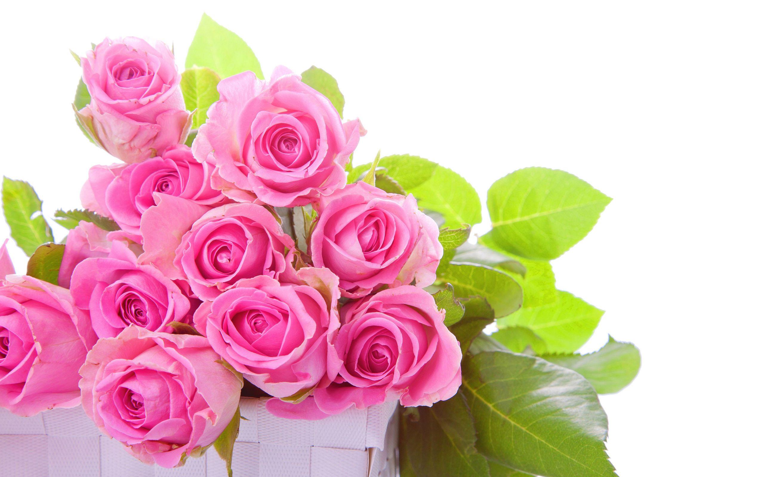 2560x1600 Pink Rose Background Photo