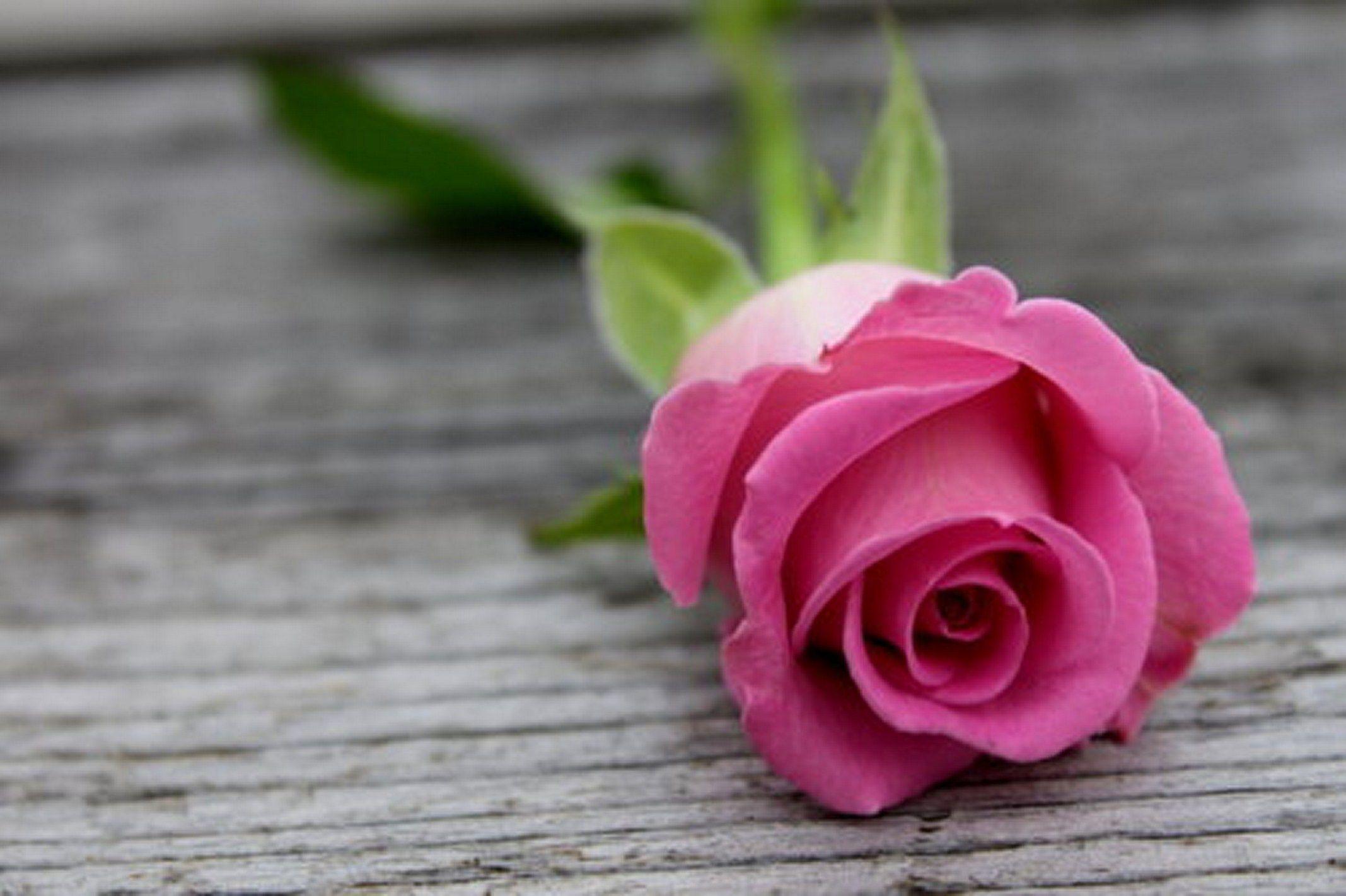 2135x1422 Free download Pink Rose HD Wallpaper [2135x1422] for your Desktop, Mobile & Tablet. Explore Pink Rose Wallpaper. Pink Wallpaper, Pink Flower Wallpaper, Pink Background Wallpaper