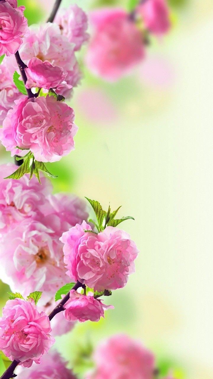720x1280 Pink Rose Wallpaper Free HD Wallpaper