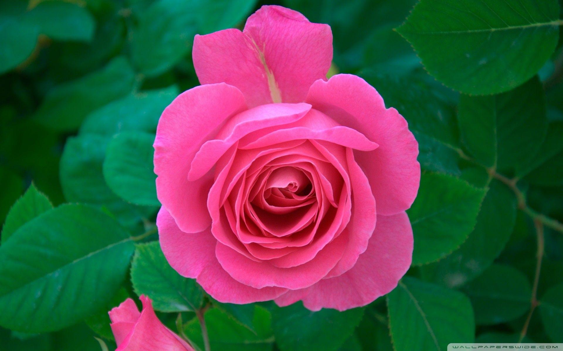 1920x1200 Pink Rose Wallpaper