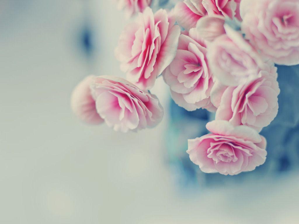 1024x768 Pink Rose Picture download free