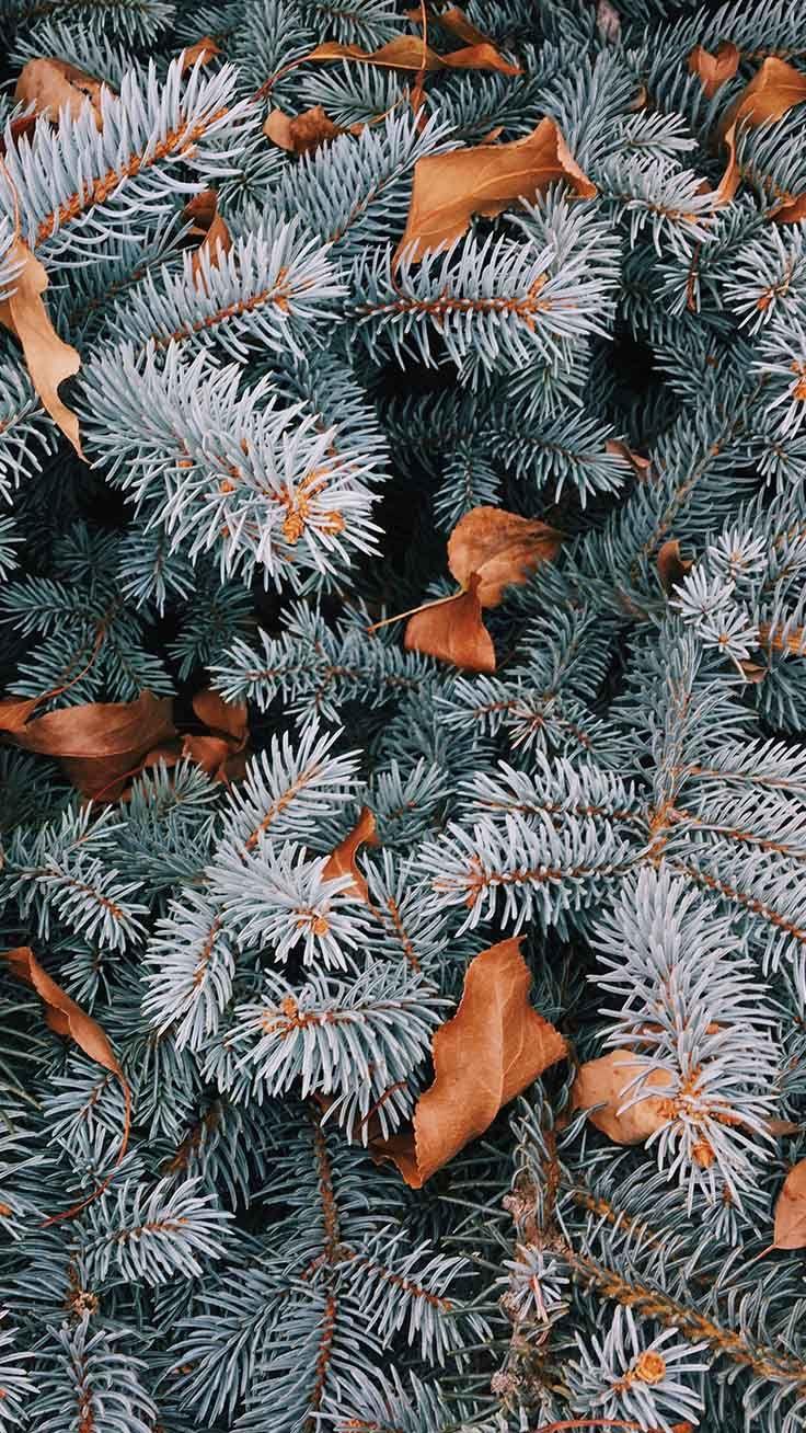 736x1308 The Perfect Set Of Wallpaper For Your New iPhone XR