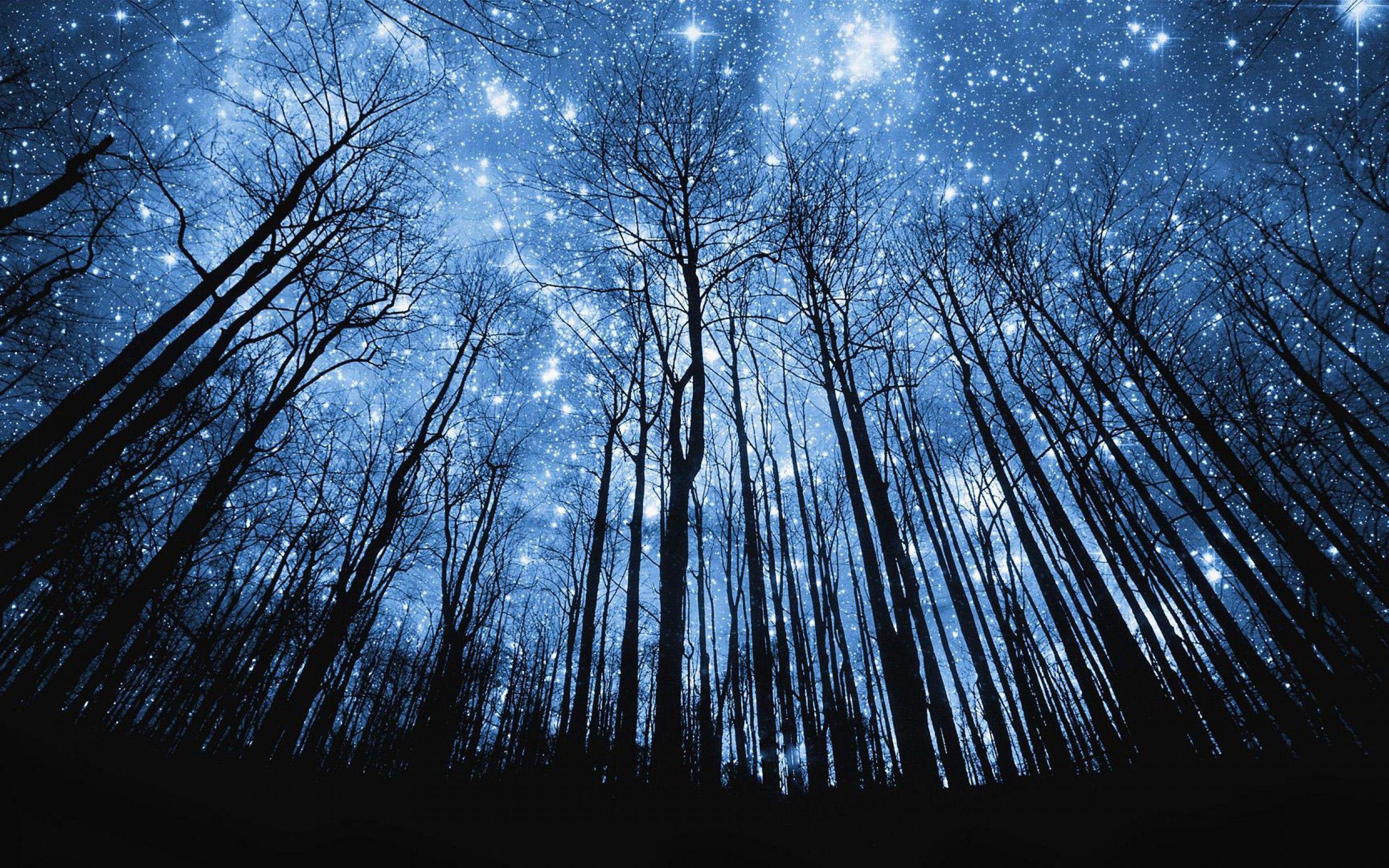 Starry Forest Wallpapers Top Free Starry Forest Backgrounds Wallpaperaccess