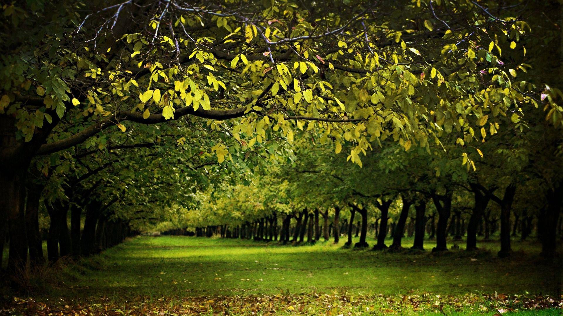1920x1080 tree wallpaper uk Desktop Wallpaperk HD