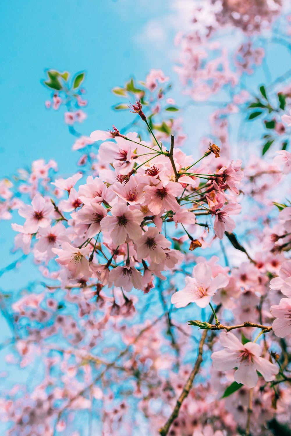1000x1500 Cherry Blossom Wallpaper: Free HD Download [HQ]