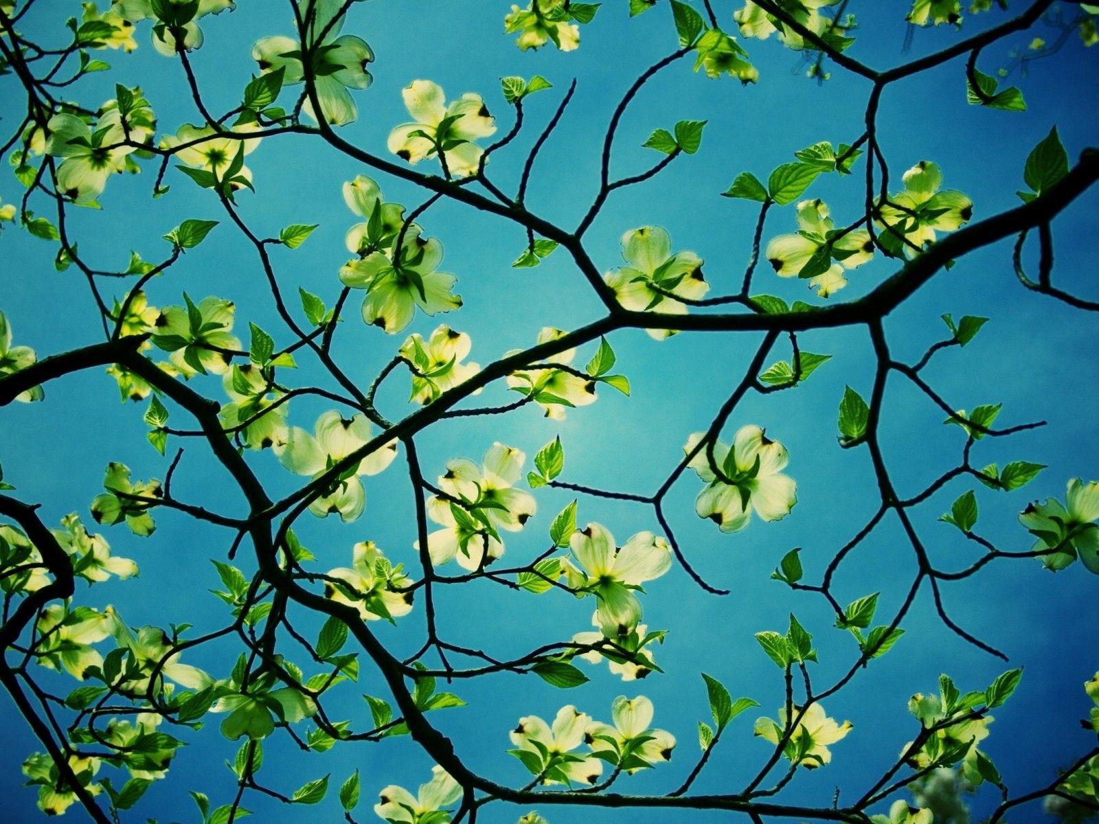1600x1200 Dogwood Tree Desktop HD Flower Wallpaper Dogwood Tree Desktop :
