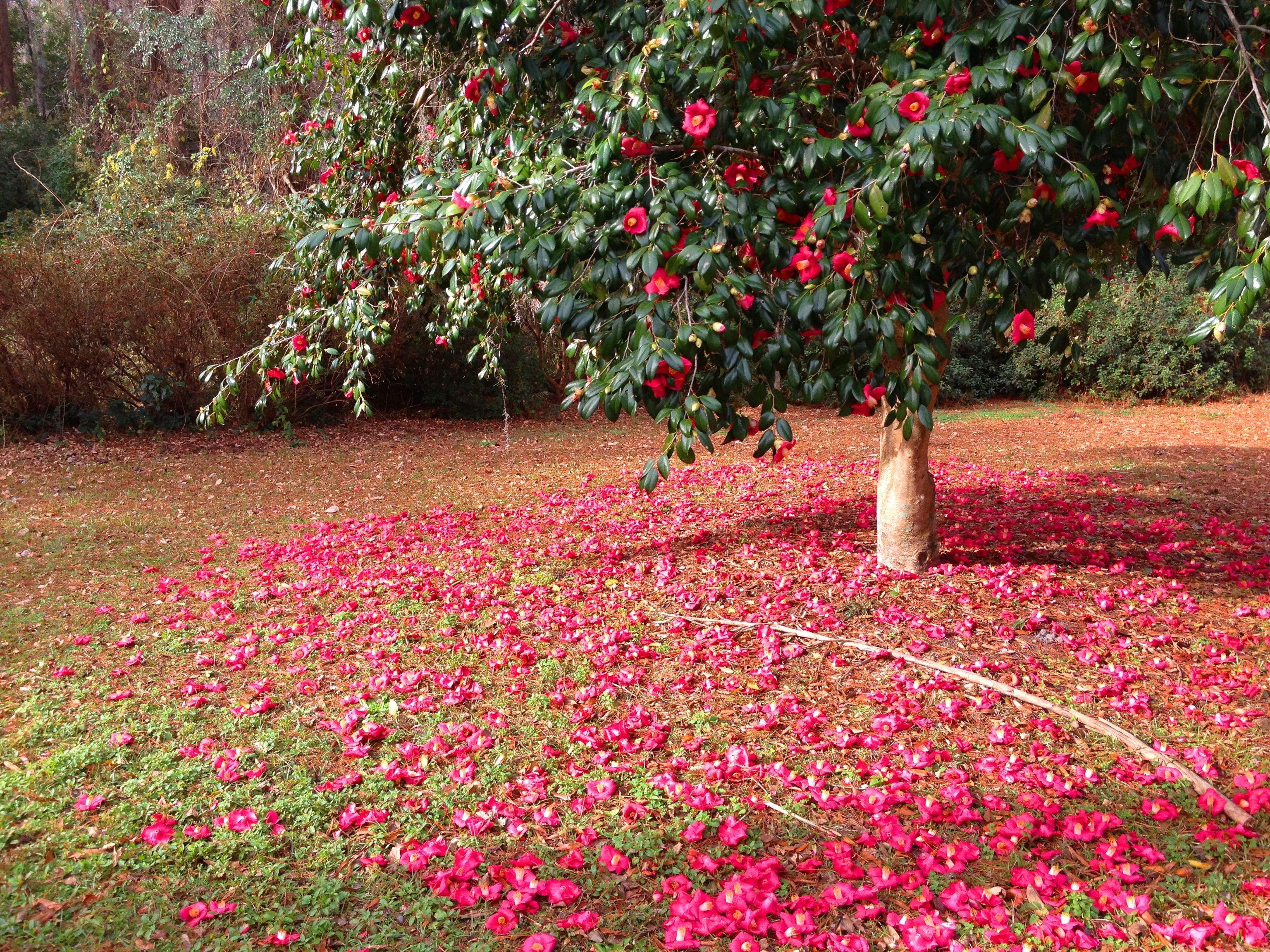 3072x2304 Desktop Wallpaper Petals flower Camellia Trees 3072x2304
