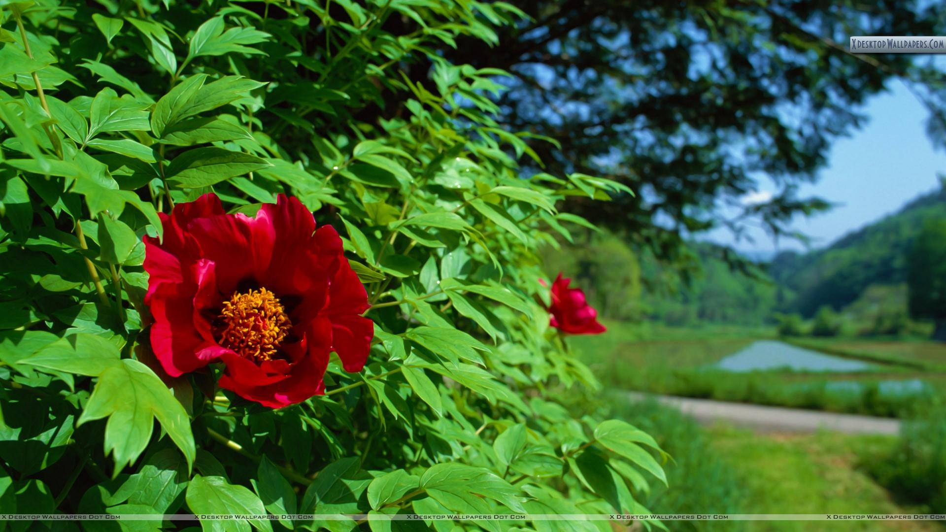 1920x1080 Green Tree With Flower Wallpaper & Background Download