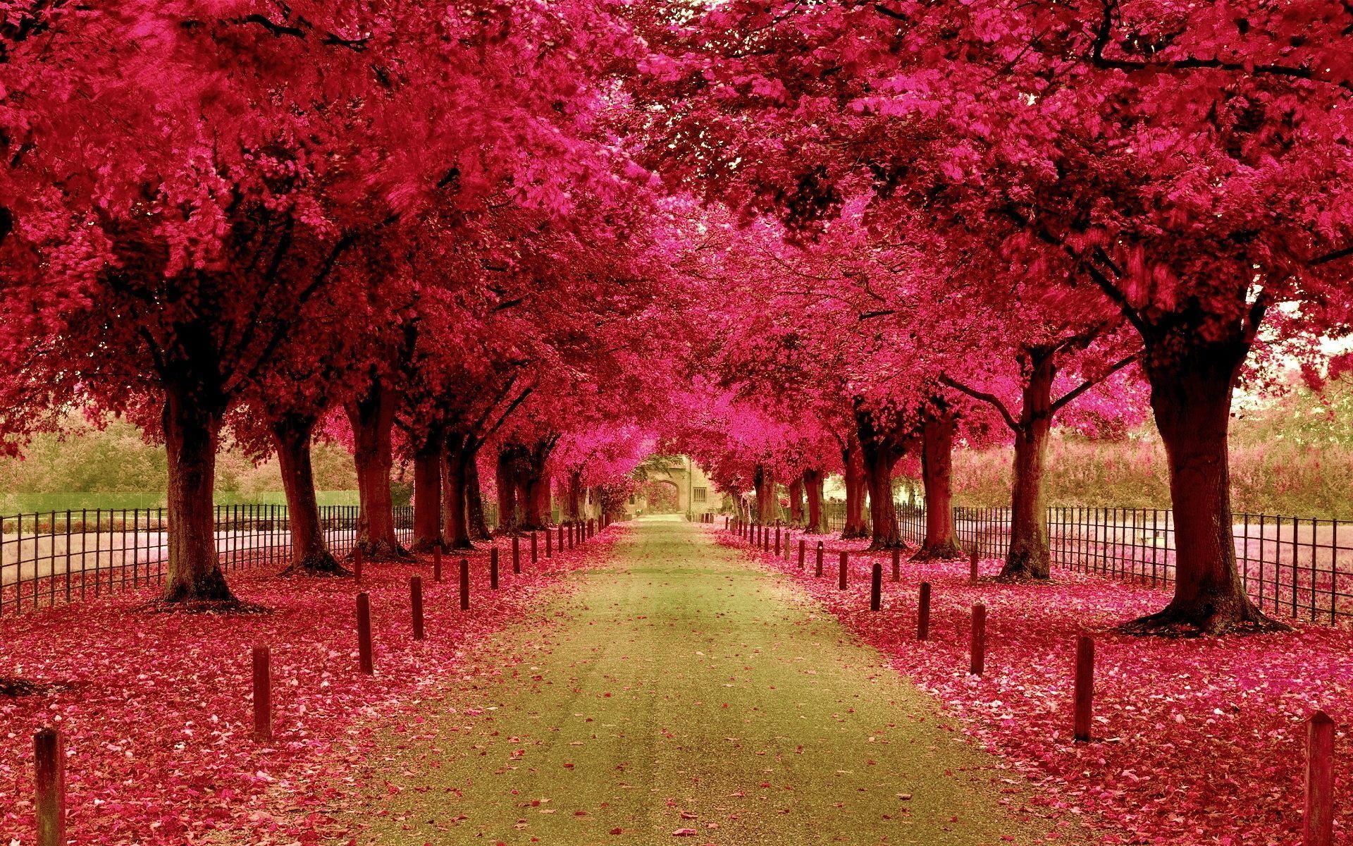 1920x1200 Flowering Trees Wallpaper