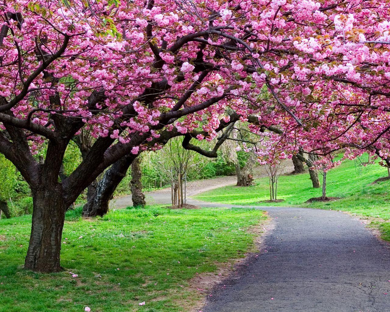1280x1024 Download wallpaper 1280x1024 road, trail, trees, flowers standard 5:4 HD background