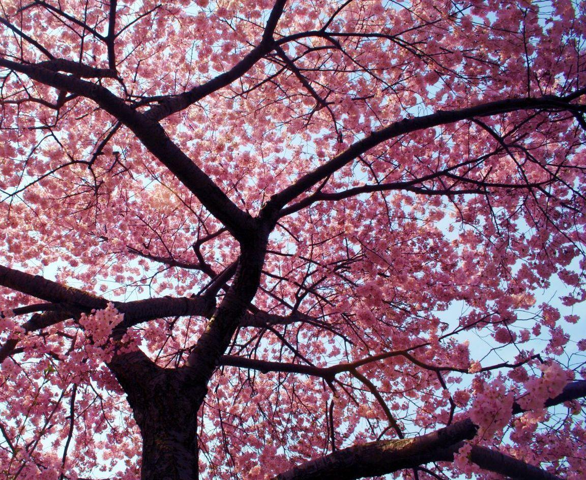1152x944 Beautiful Cherry Blossom Tree Flower Wallpaper