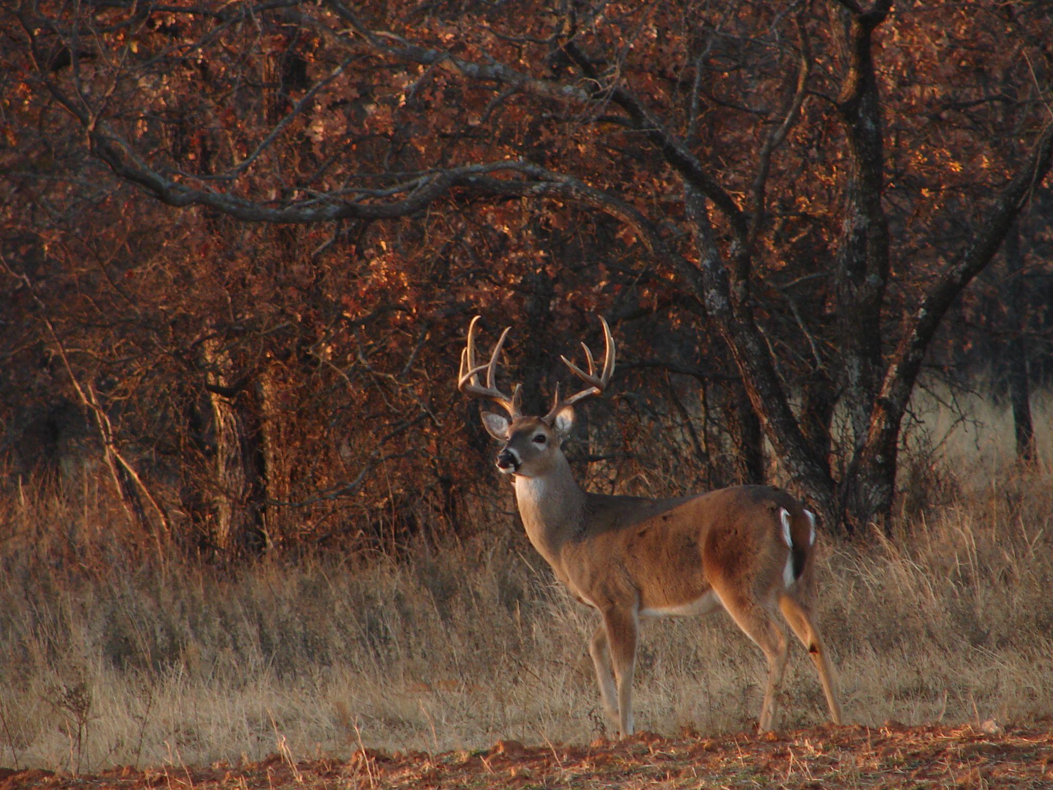 2048x1536 Deer Hunting Background Desktop