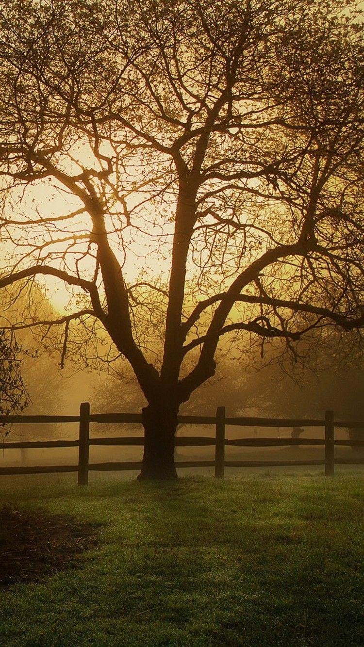750x1334 How to rock in 2014 with tree iphone 6 wallpaper from roxana_trani