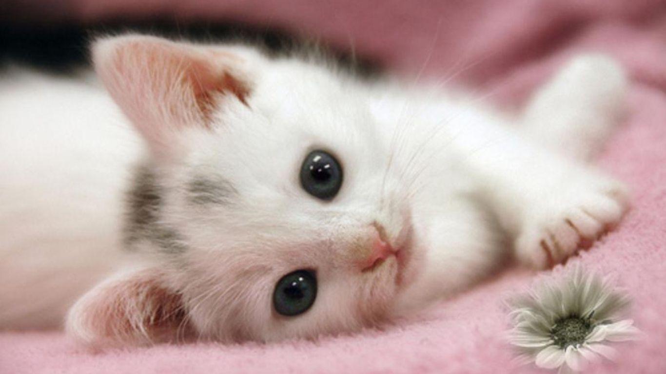 1366x768 Desktop Free Cats Wallpaper Download Kittens And Puppies And Bunnies