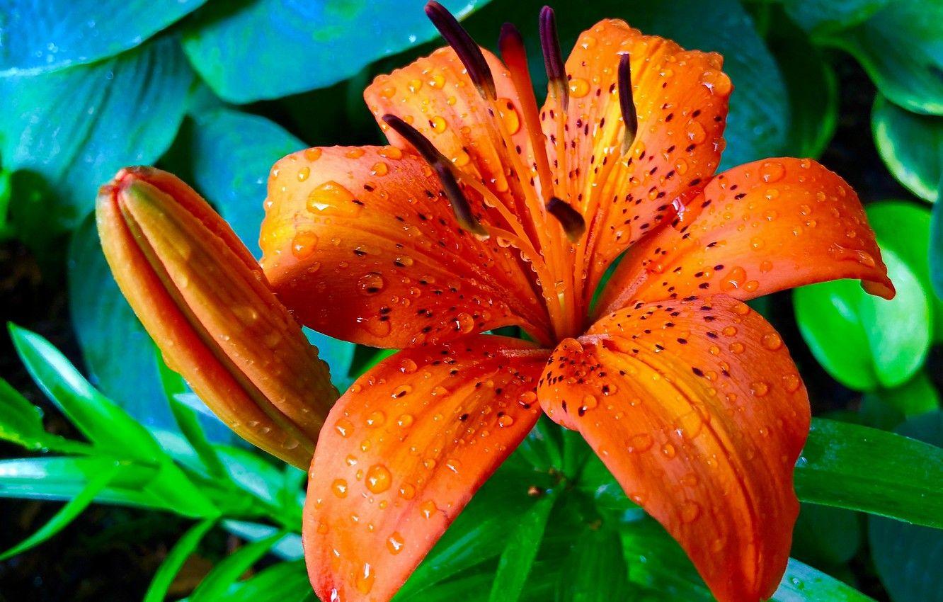 Vivid Tiger Lily Seeds Photo for Desktop Vivid Tiger Lily Seeds Photo for Desktop