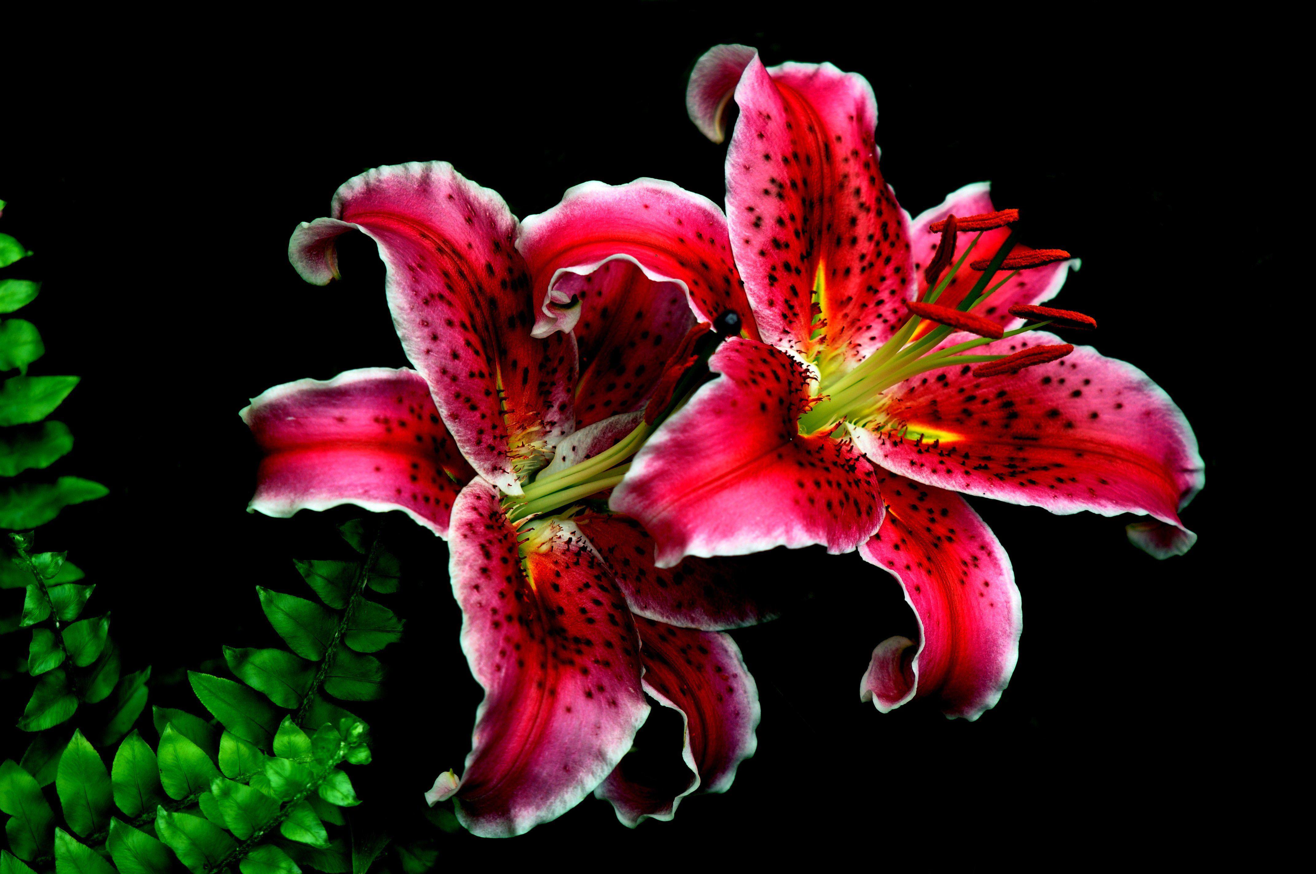 Tiger Lily Wallpapers - Top Free Tiger Lily Backgrounds - WallpaperAccess