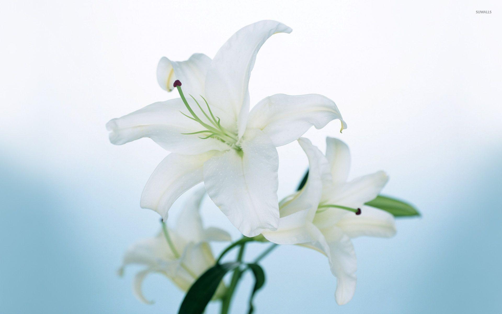 1920x1200 White Lily wallpaper wallpaper