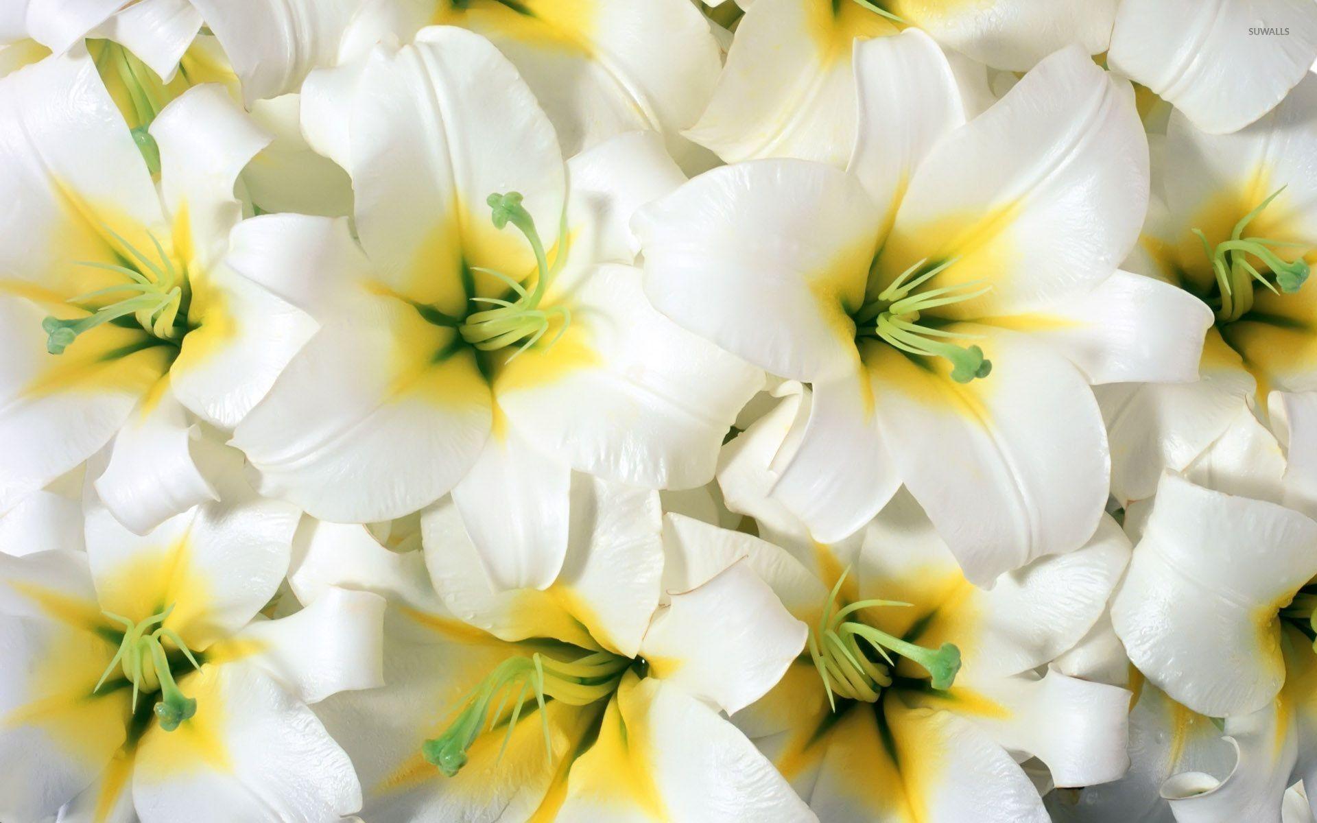 1920x1200 Lily Wallpaper Wallpaper Superior Lily Wallpaper Background