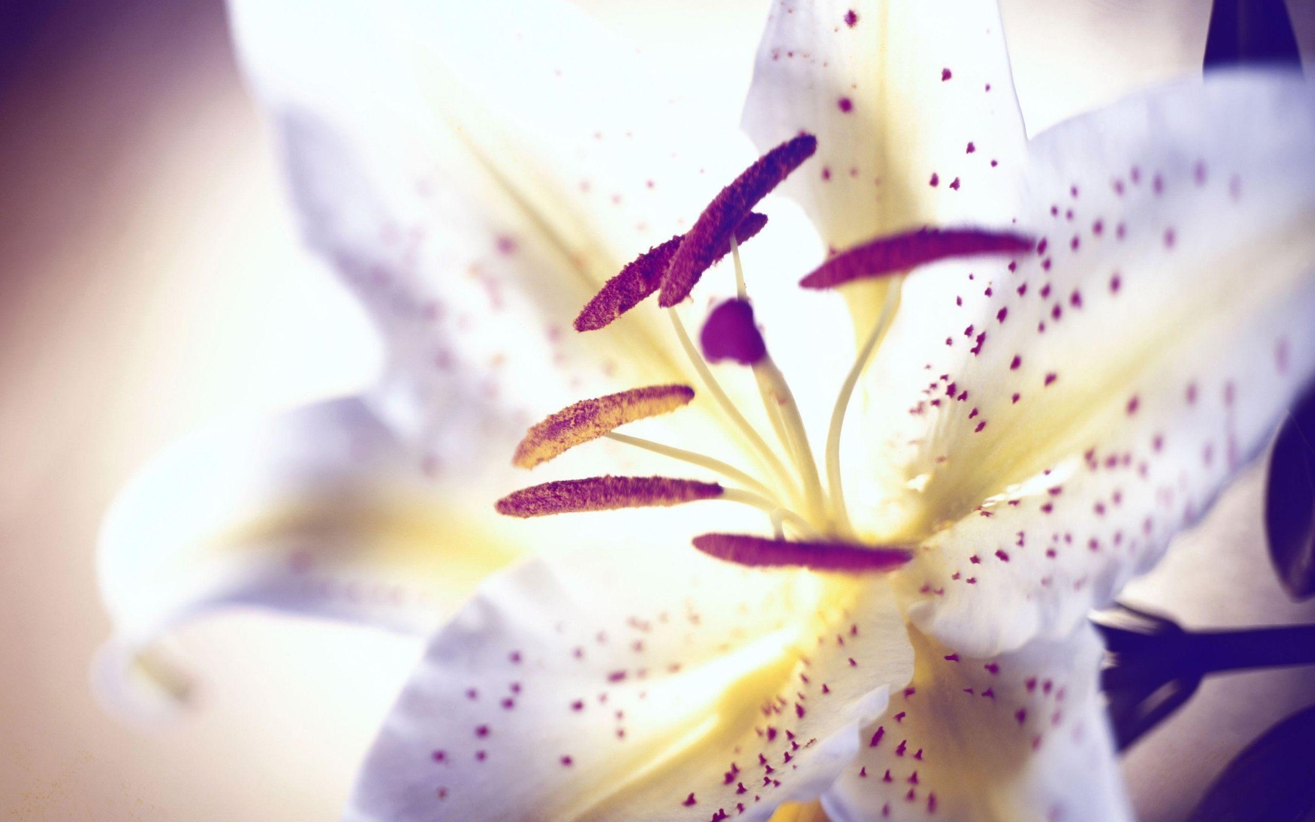 2560x1600 White Tiger Lily