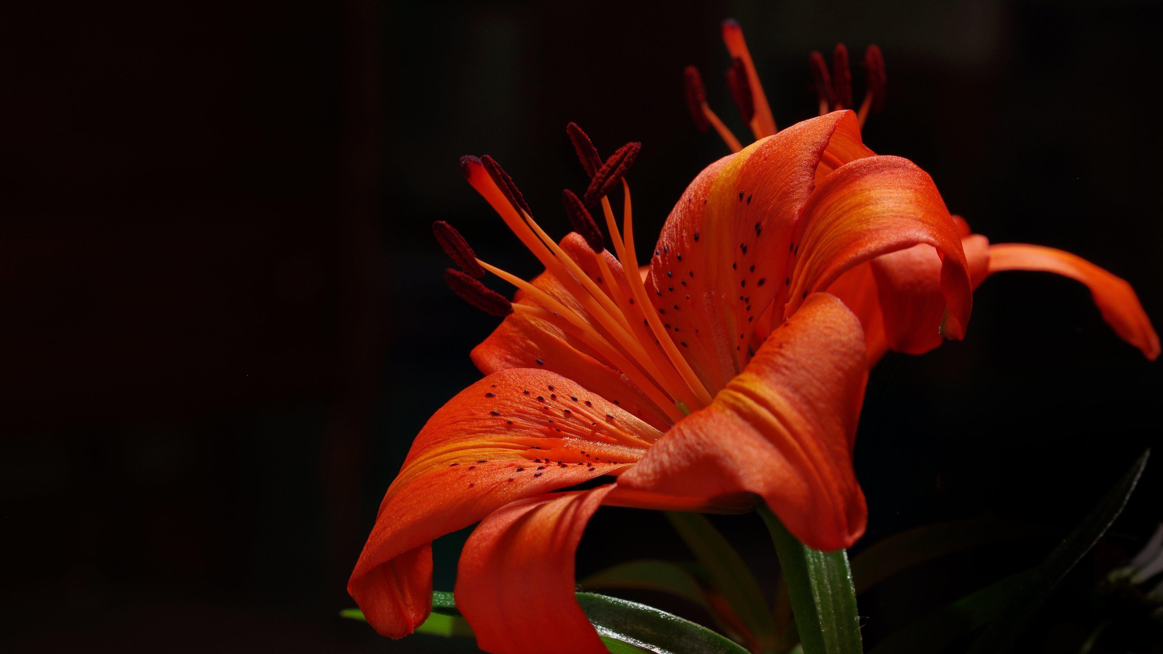 3840x2160 Tiger Lily Wallpaper